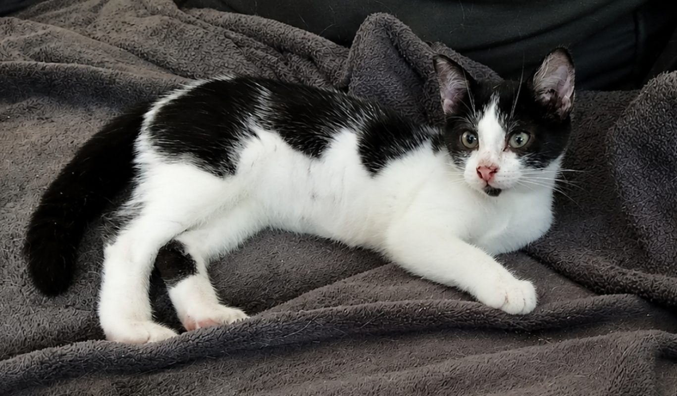 Mochi chez anne - Chat Européen à adopter