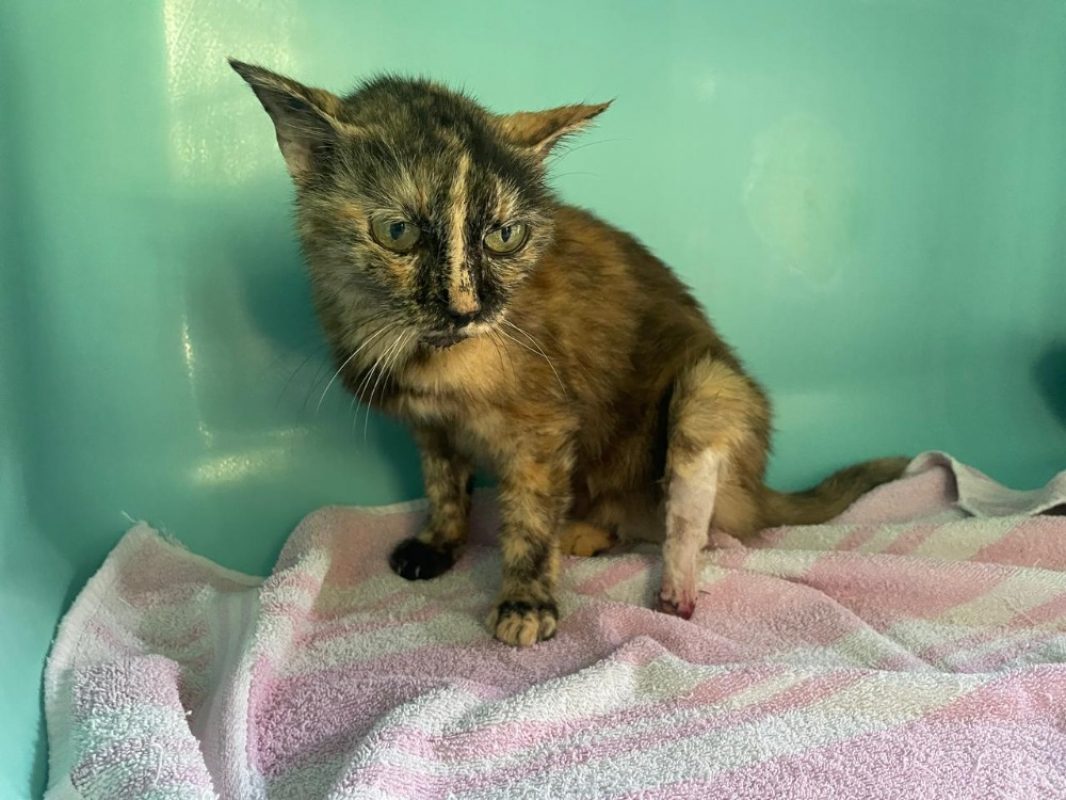 Minette - Chat Européen à adopter