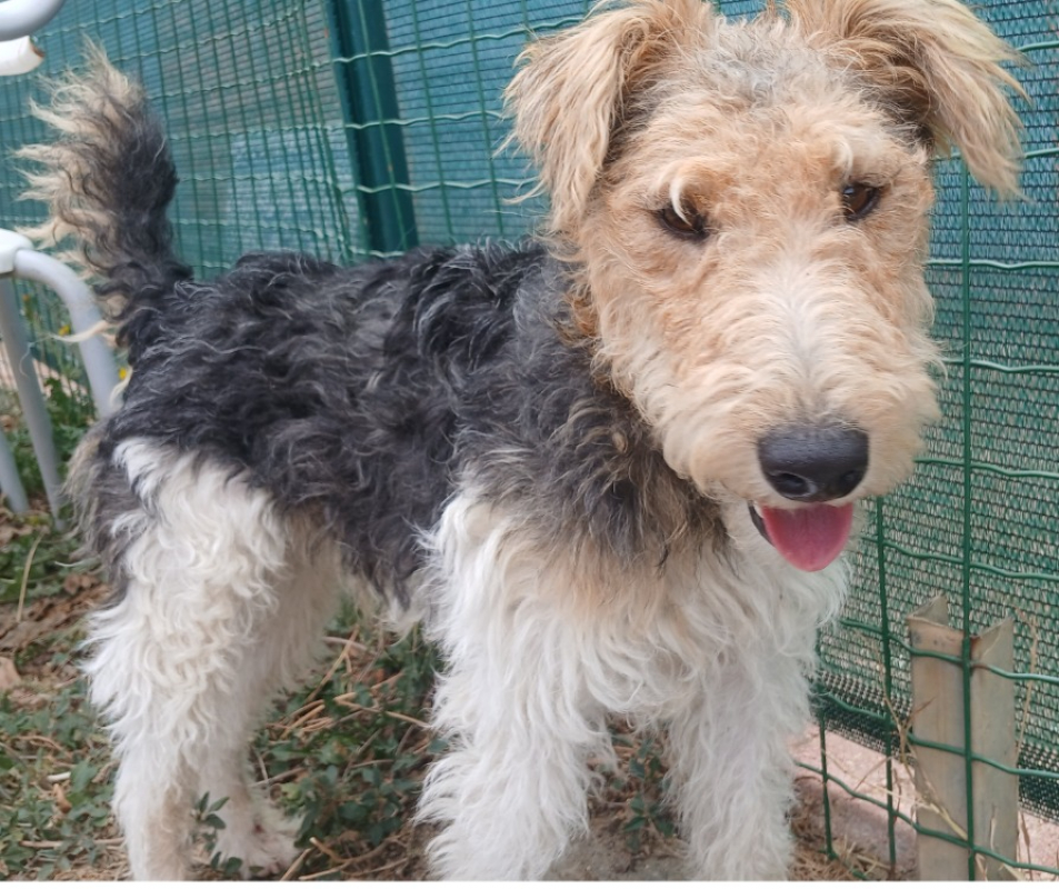 Winston - Chien à adopter