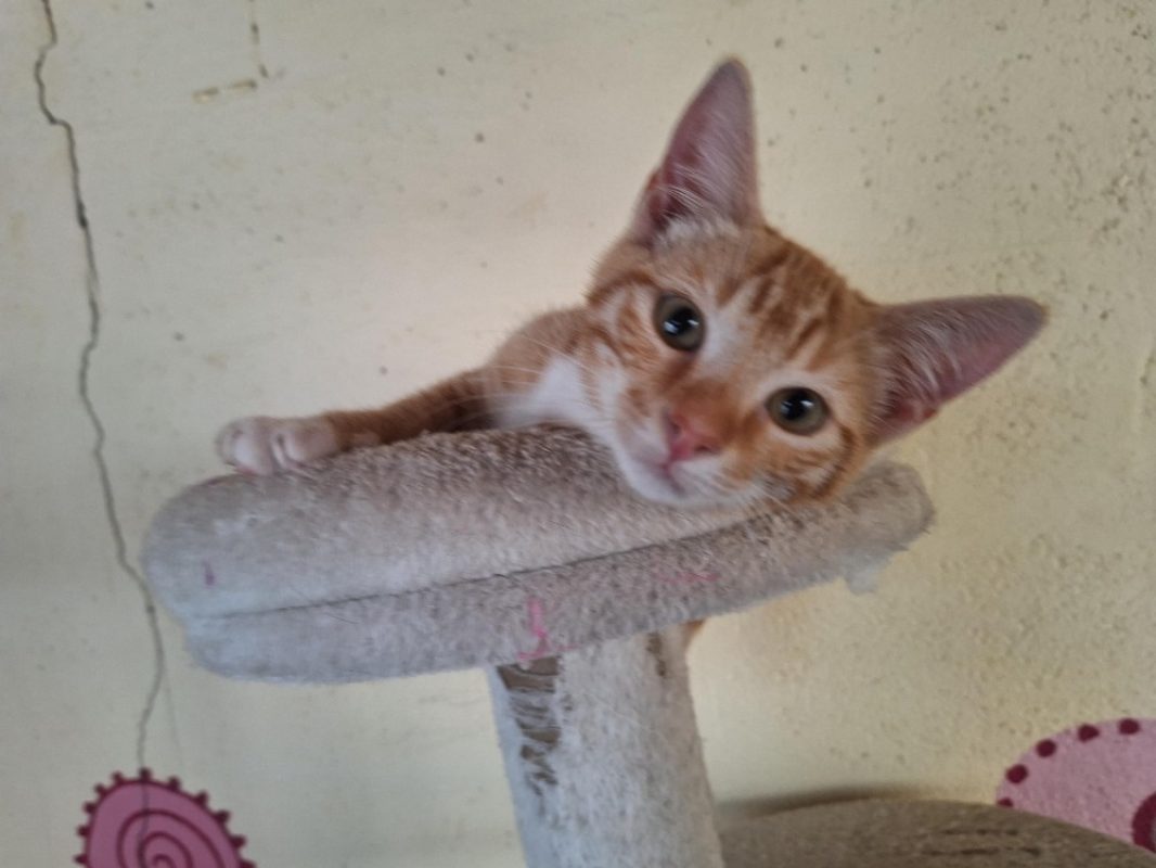 Ron - Chat Européen à adopter