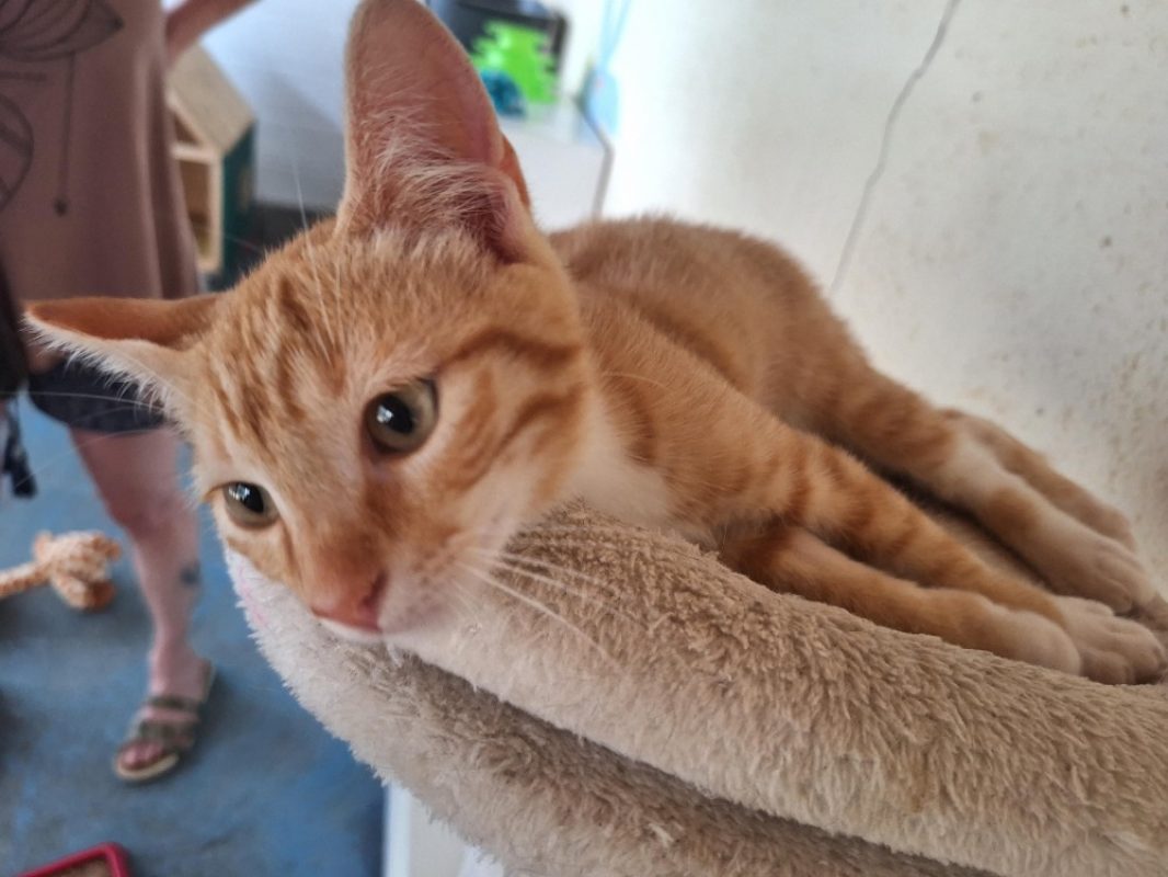 Ron - Chat Européen à adopter - photo 2