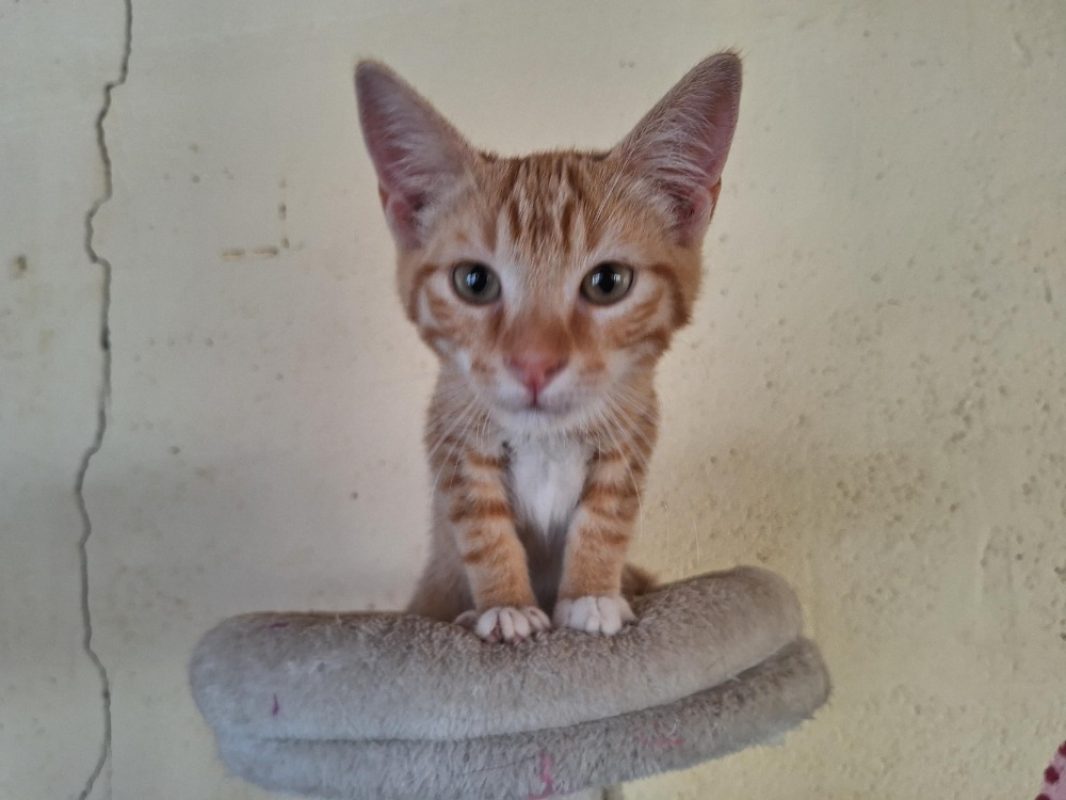 Ron - Chat Européen à adopter - photo 3