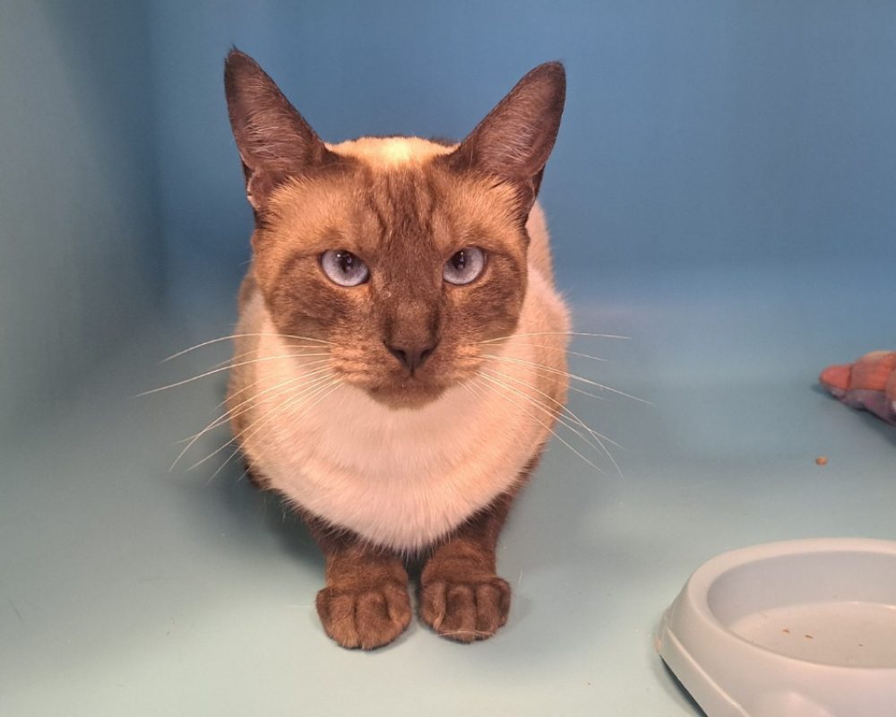 Balthazar - Chat à adopter