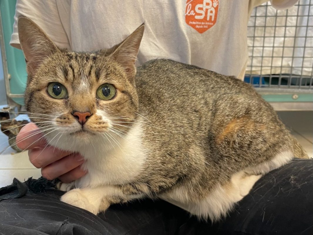 Tigresse - Chat à adopter