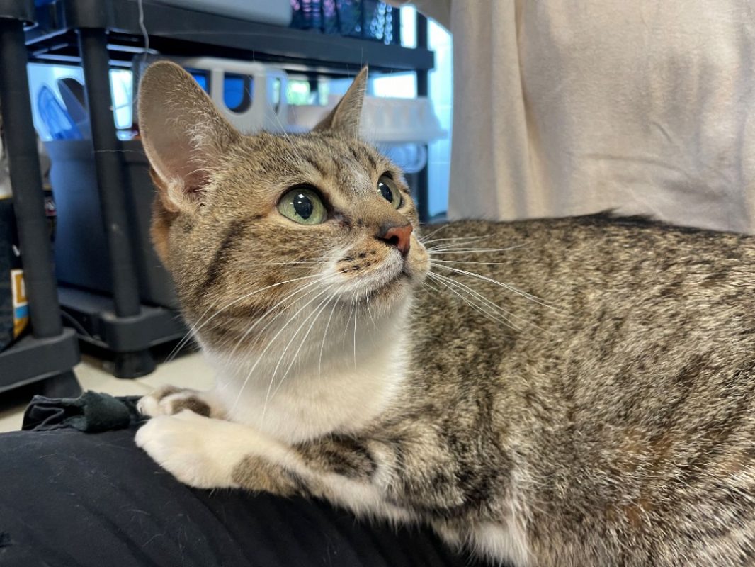 Tigresse - Chat à adopter - photo 2