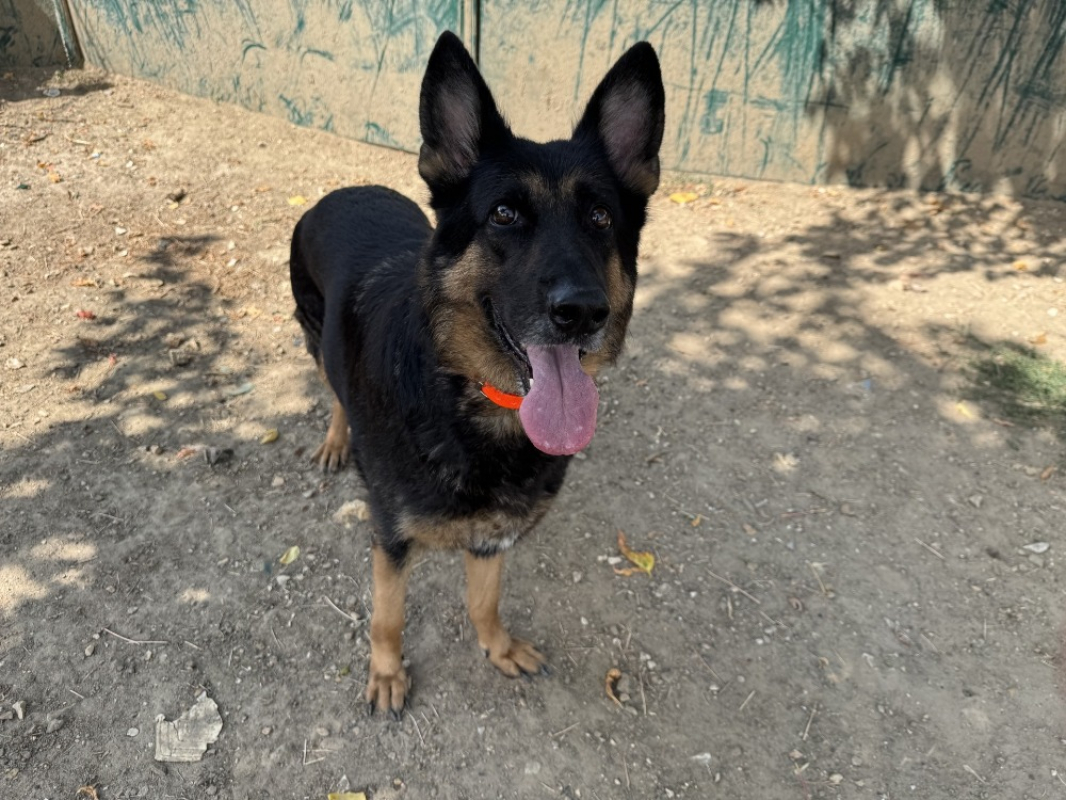 Oria haa - Chien à adopter