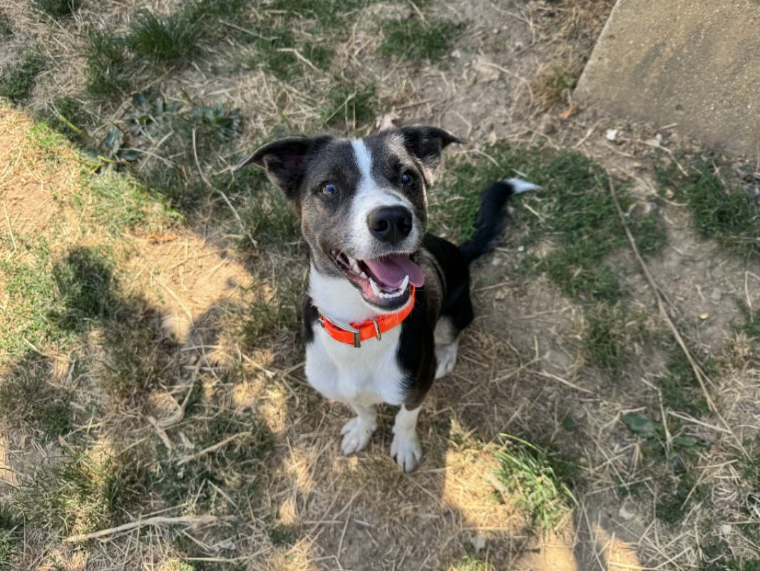 Harlem - Chien à adopter