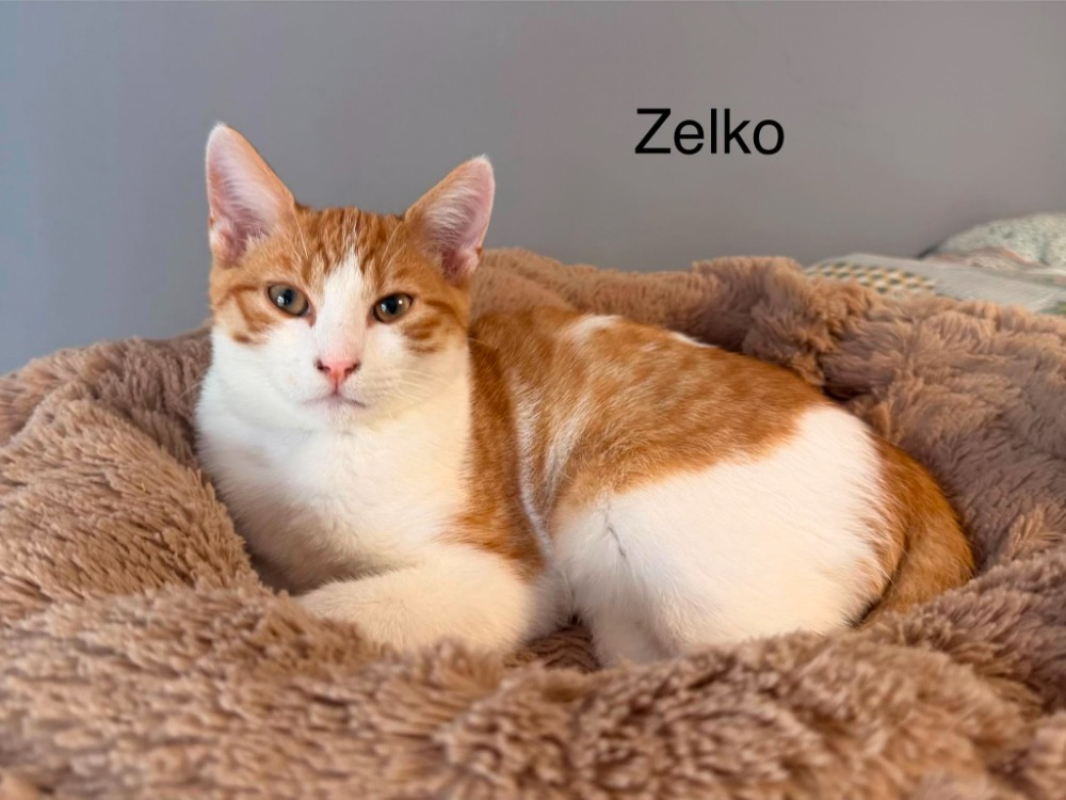 Zelko - Chat Européen à adopter