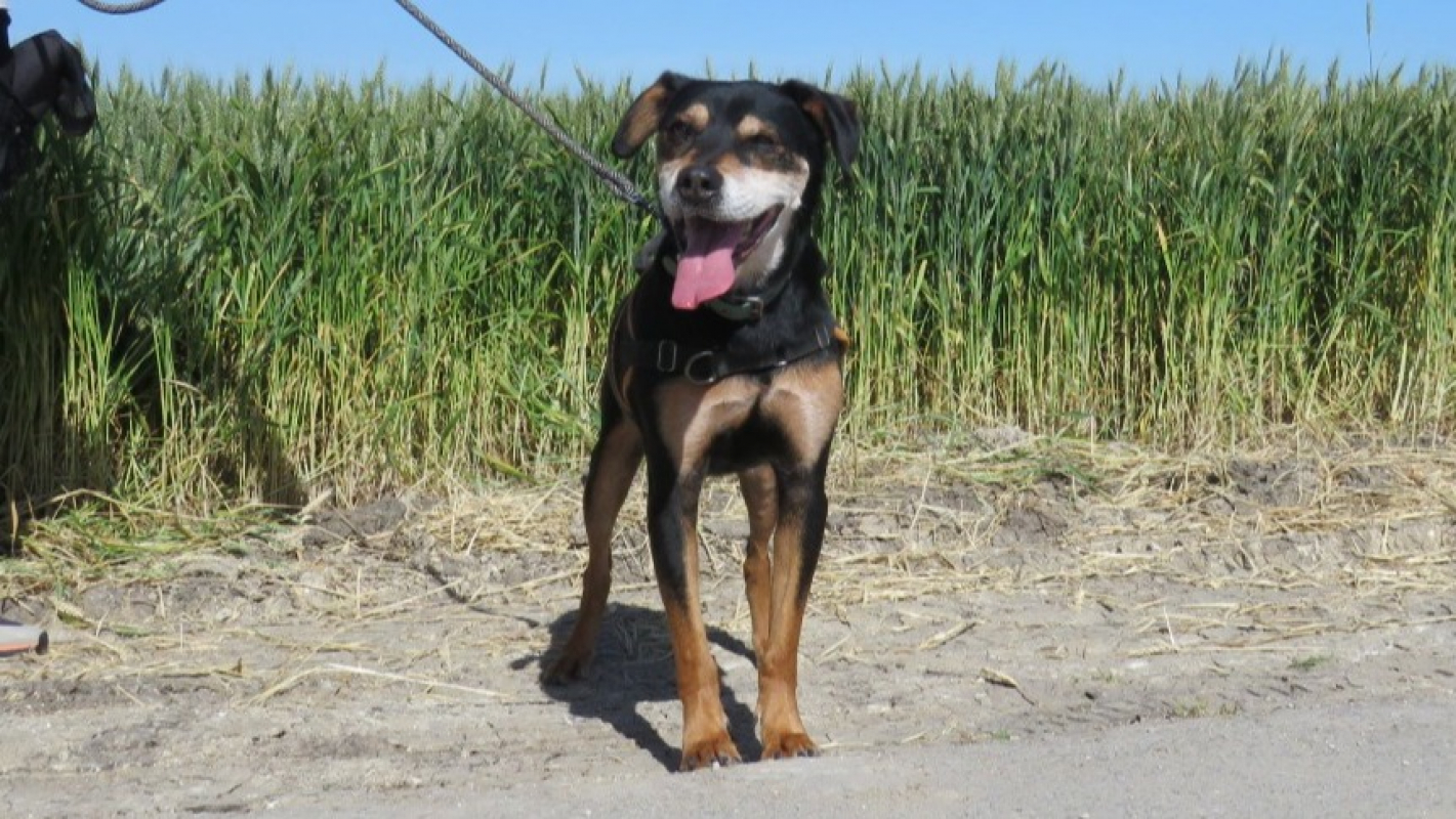 Jump - Chien à adopter - photo 3