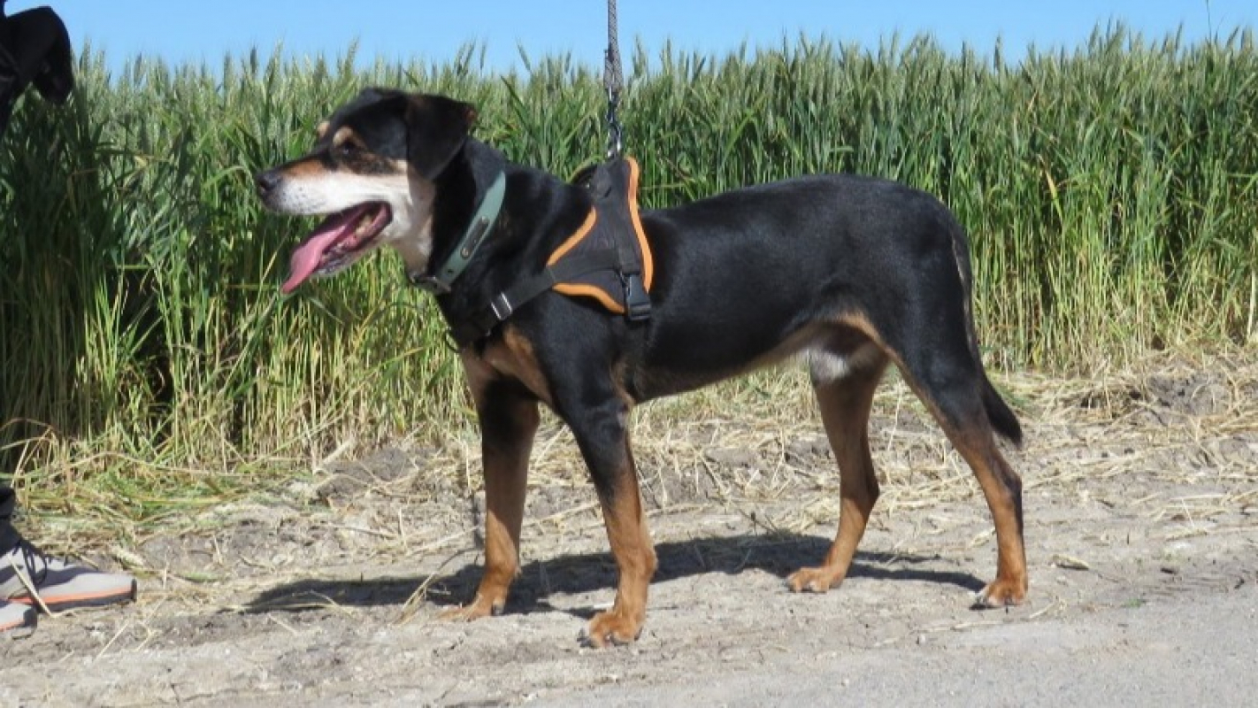 Jump - Chien à adopter - photo 4