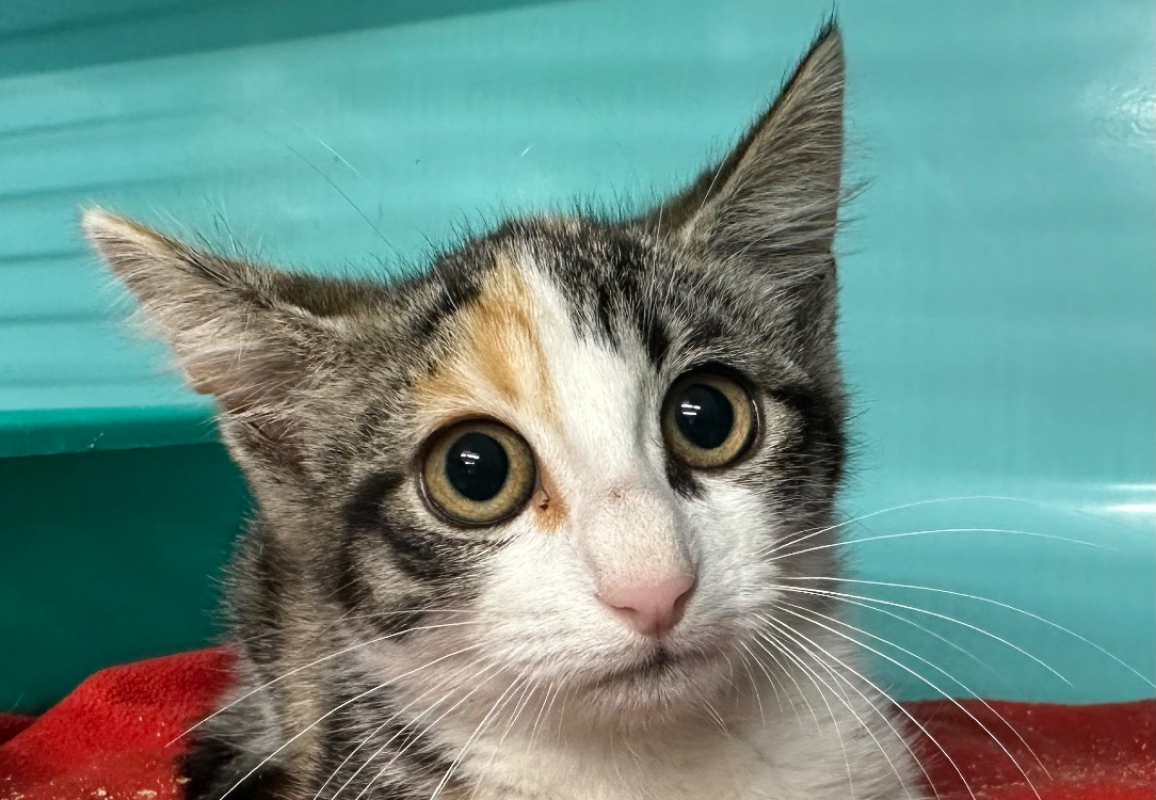 Fleur - Chat Européen à adopter