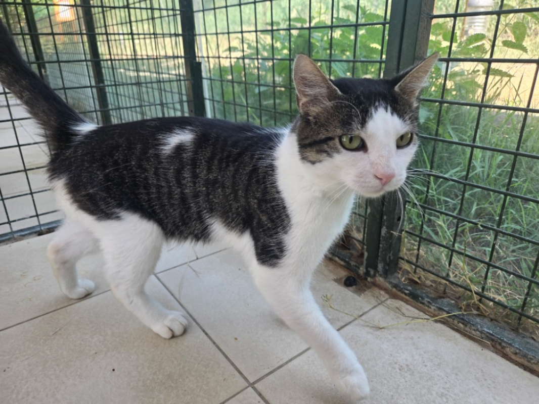 Paddy - Chat Européen à adopter