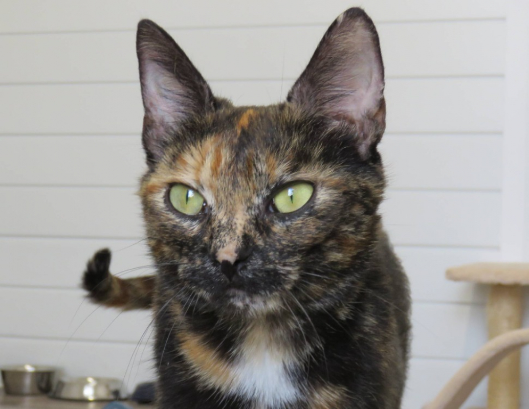 Melia - Chat Européen à adopter