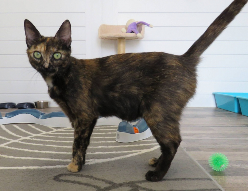 Melia - Chat Européen à adopter - photo 2