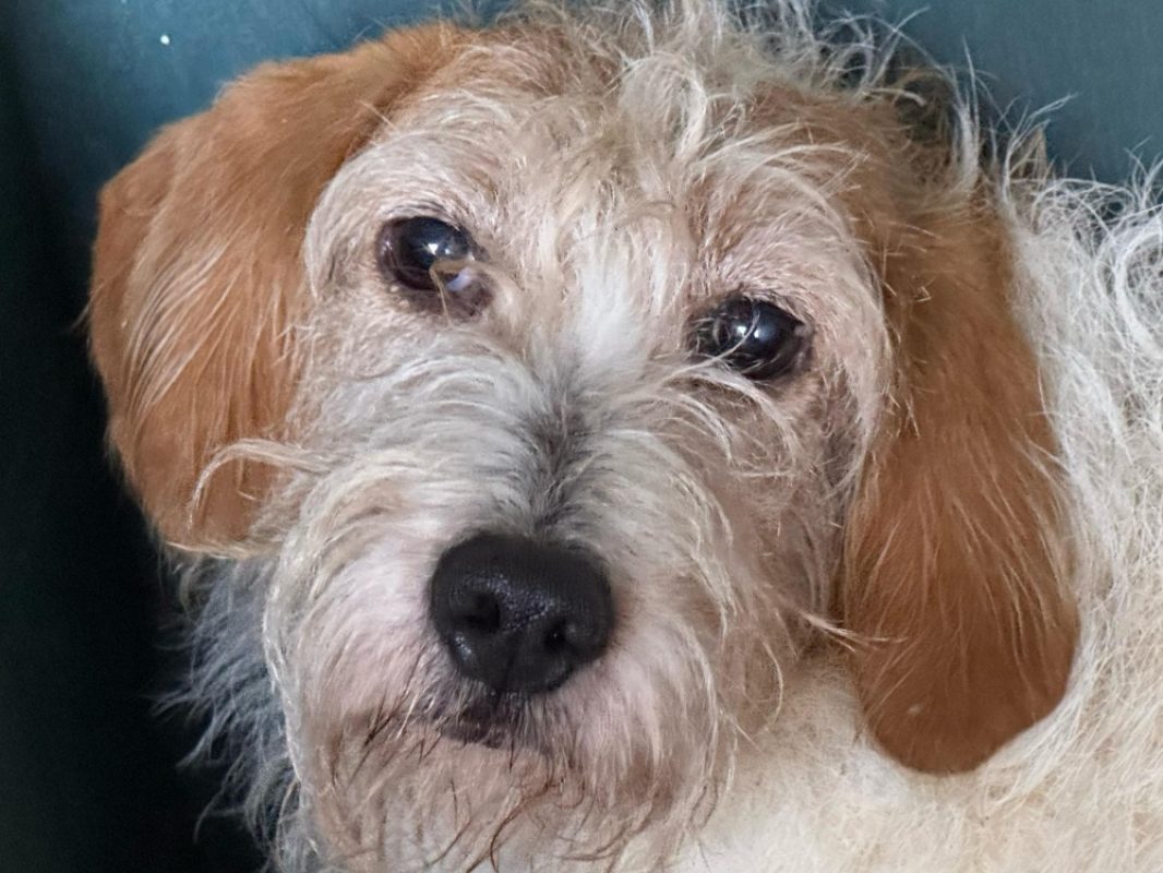 Malonne - Chien à adopter