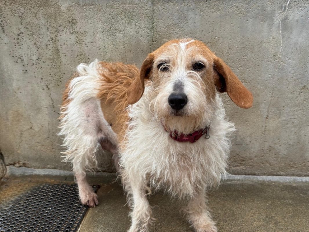 Malonne - Chien à adopter - photo 2
