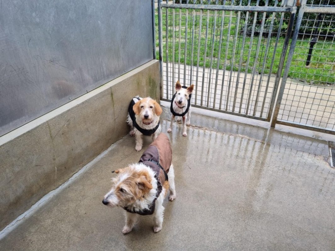 Malonne - Chien à adopter - photo 4