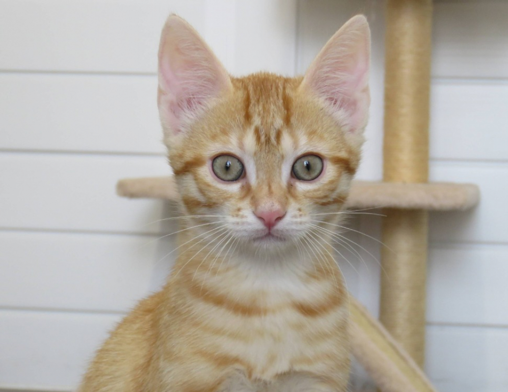 Arpagon - Chat Européen à adopter