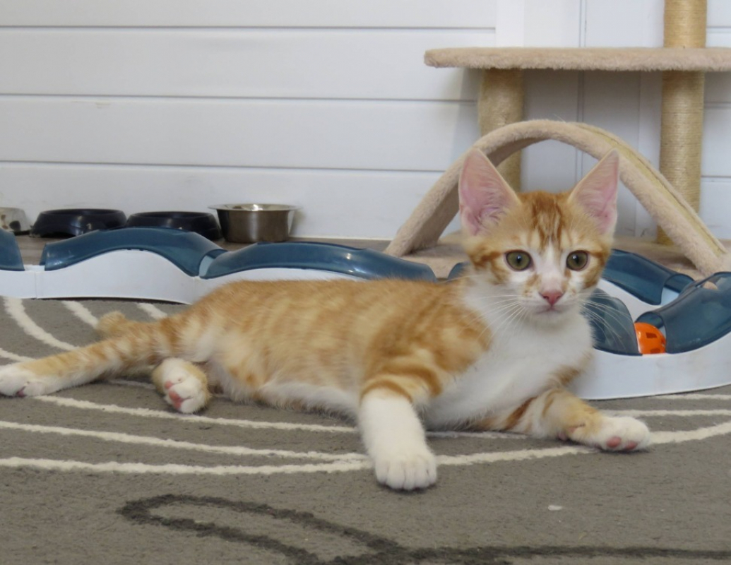 Azrael - Chat Européen à adopter
