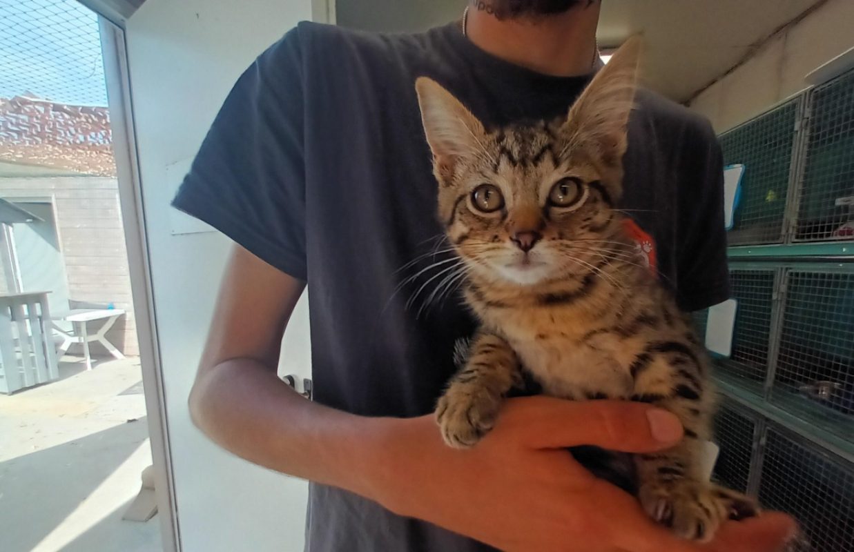 Noisette - Chat Européen à adopter