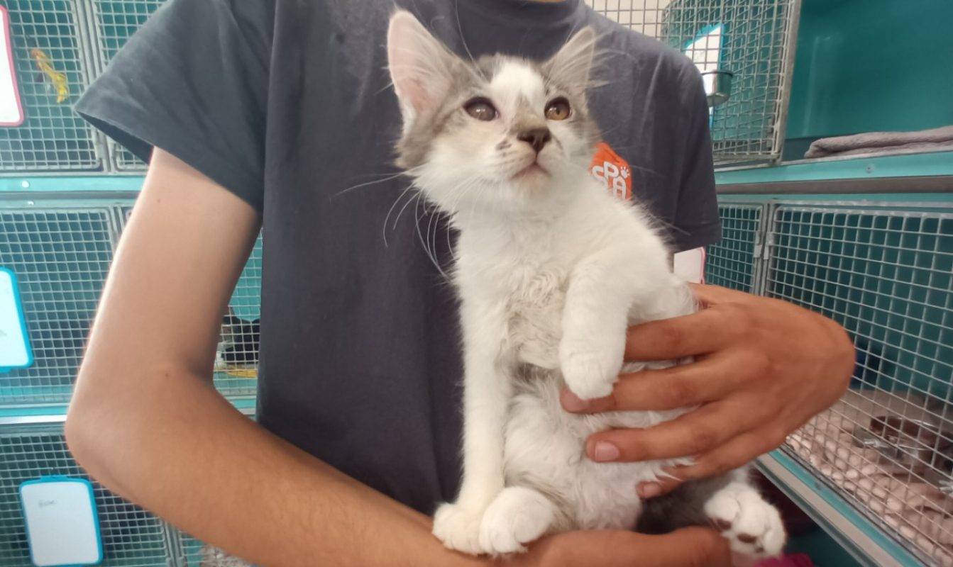 Eminem - Chat Européen à adopter