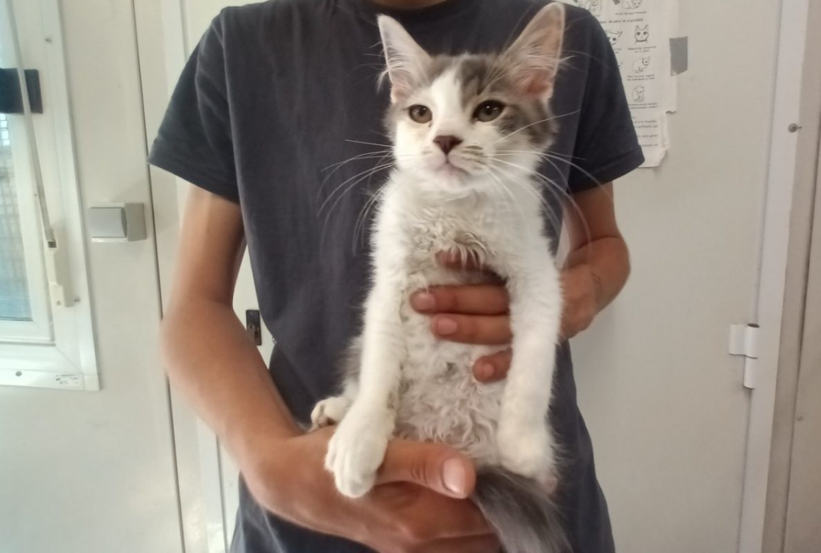 Guizmo - Chat Européen à adopter
