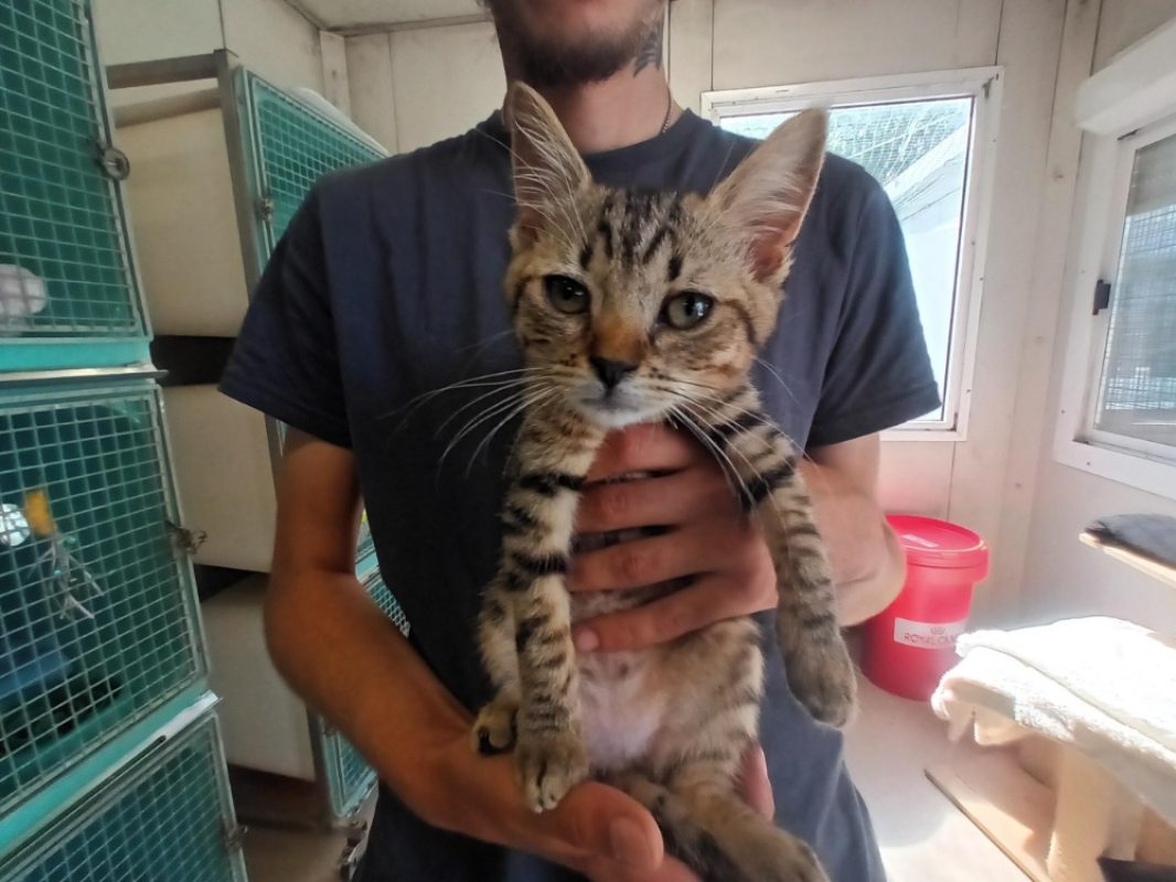 Cacahuète - Chat Européen à adopter