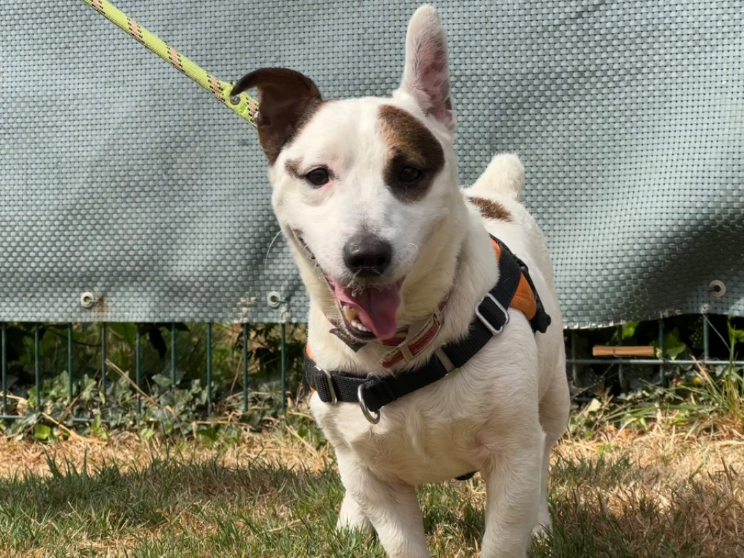 Crapouille - Chien à adopter