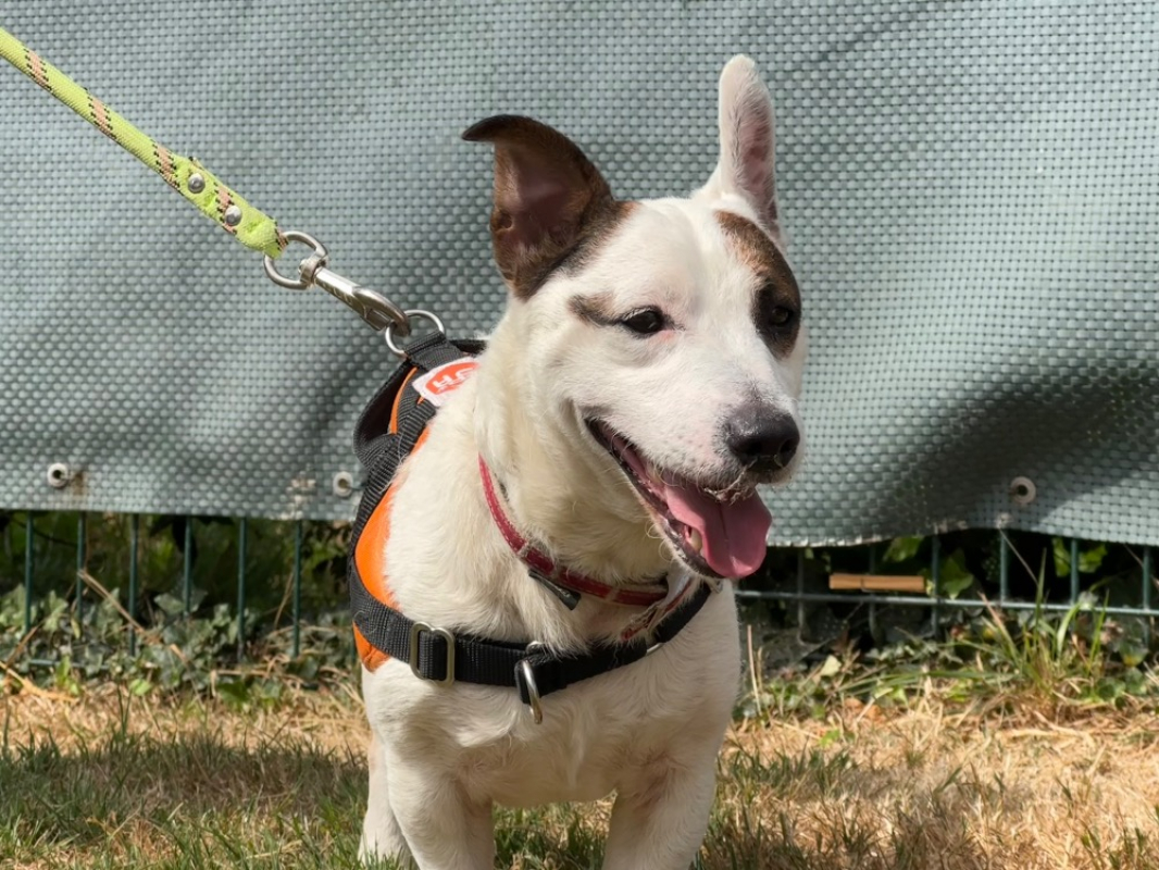 Crapouille - Chien à adopter - photo 2