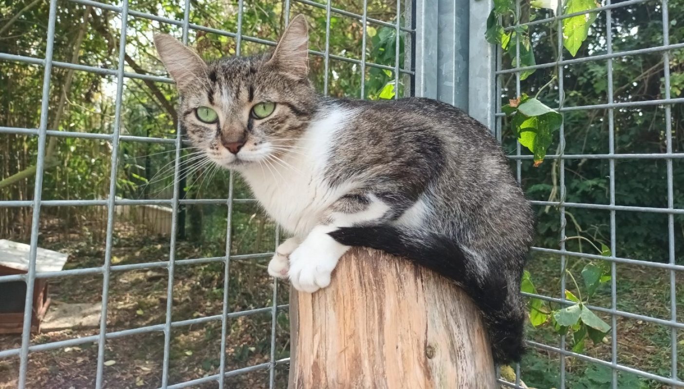 Titi - Chat Européen à adopter