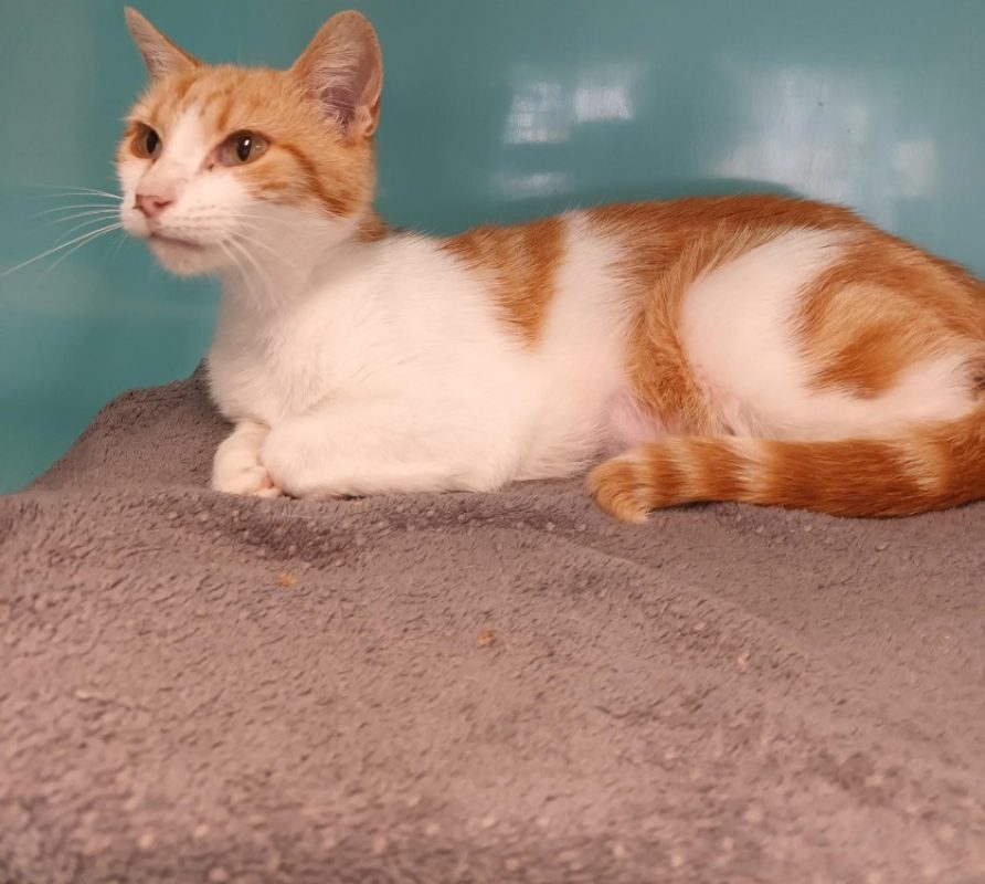 Kitty - Chat Européen à adopter