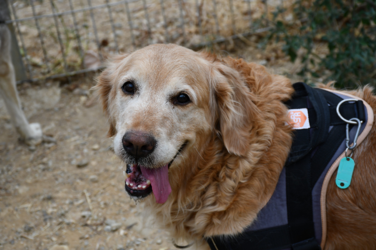 O'sagy - Chien à adopter