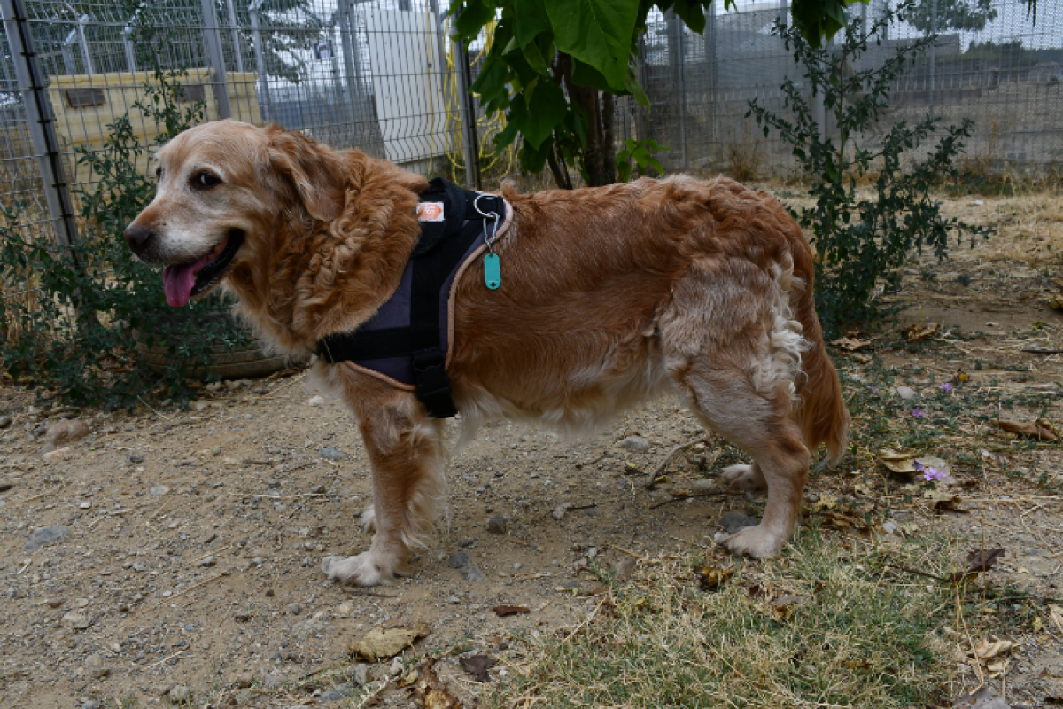 O'sagy - Chien à adopter - photo 2