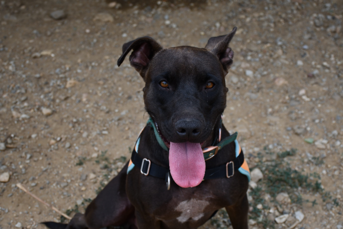 Koda - Chien à adopter
