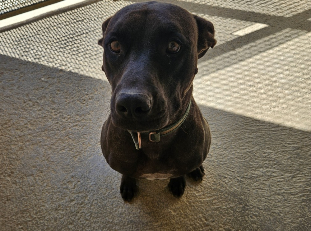 Koda - Chien à adopter - photo 2