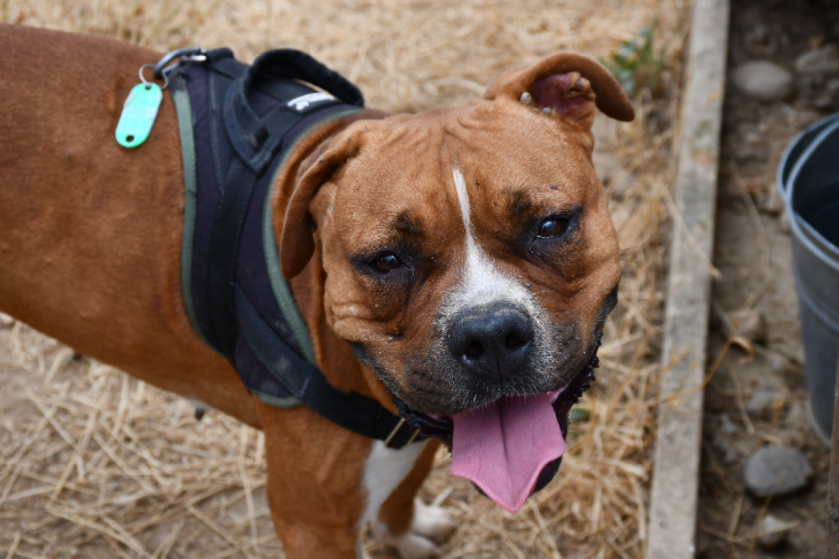 Ultra - Chien Staffordshire Bull Terrier à adopter
