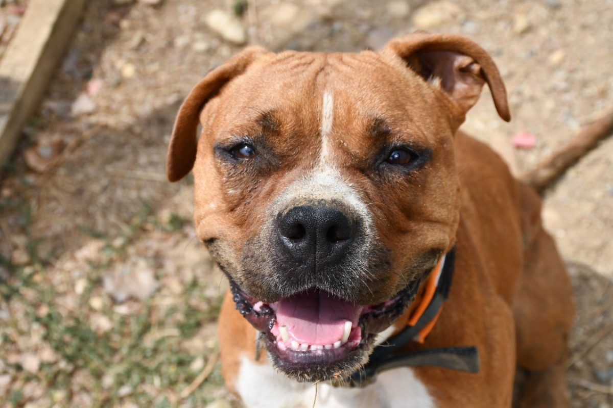 Ultra - Chien Staffordshire Bull Terrier à adopter