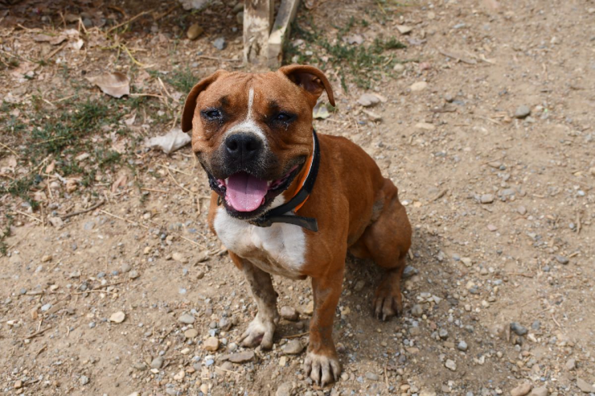 Ultra - Chien Staffordshire Bull Terrier à adopter - photo 2