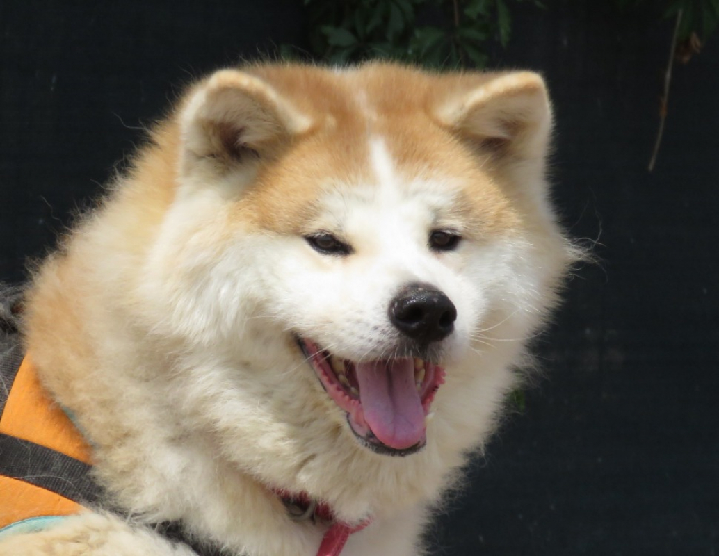 Prada - Chien Akita Inu à adopter