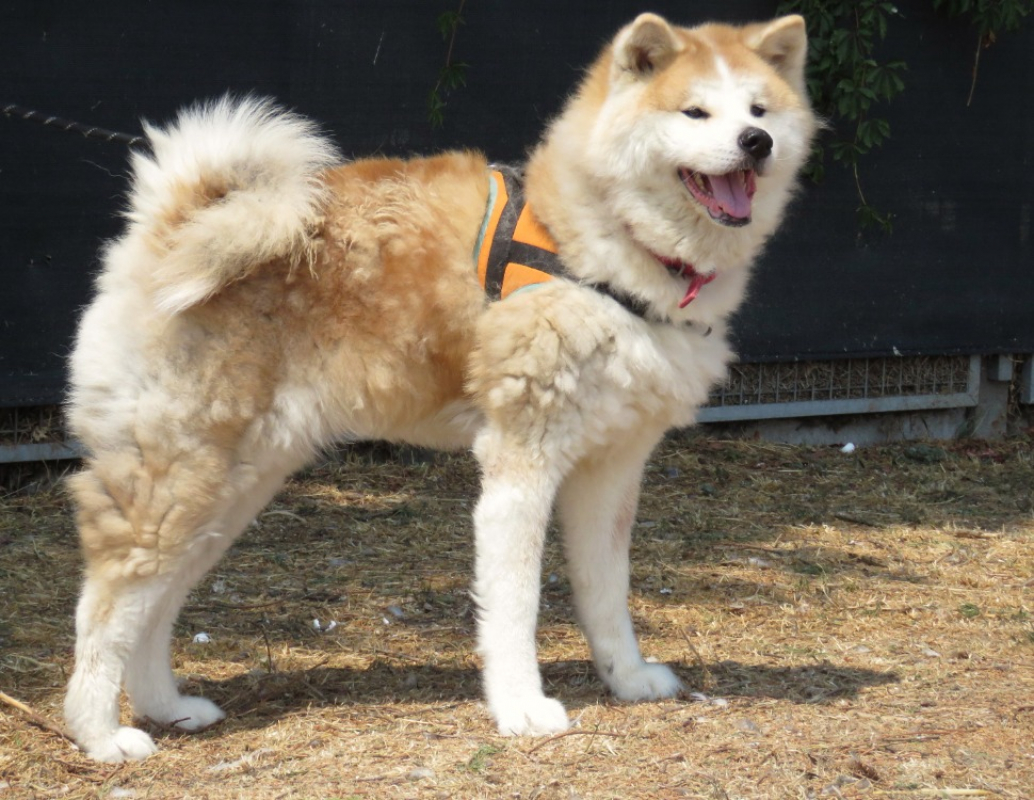 Prada - Chien Akita Inu à adopter - photo 2