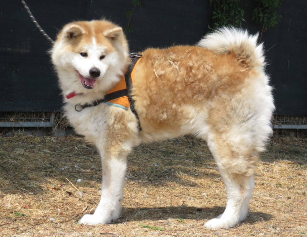 Prada - Chien Akita Inu à adopter - photo 3