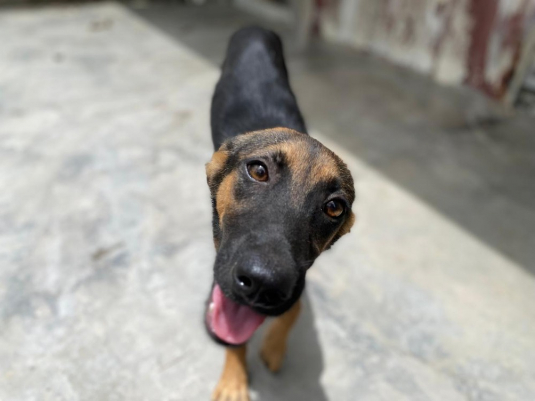 Nina - Chien à adopter