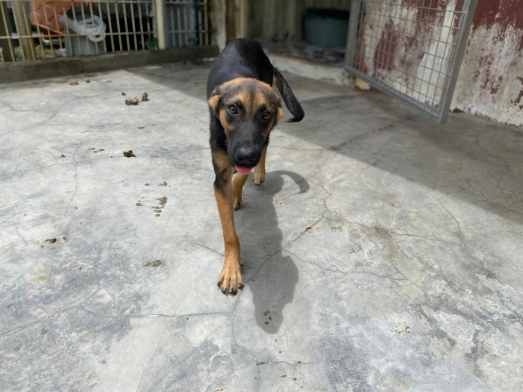 Nina - Chien à adopter - photo 2