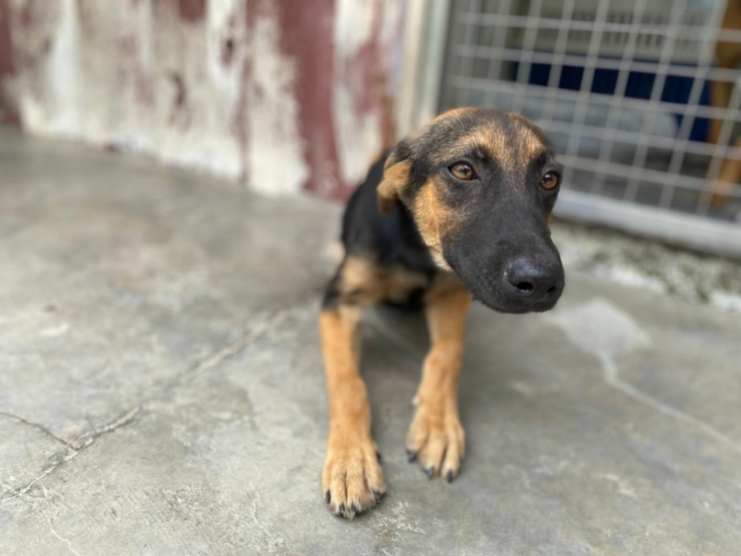 Nina - Chien à adopter - photo 3