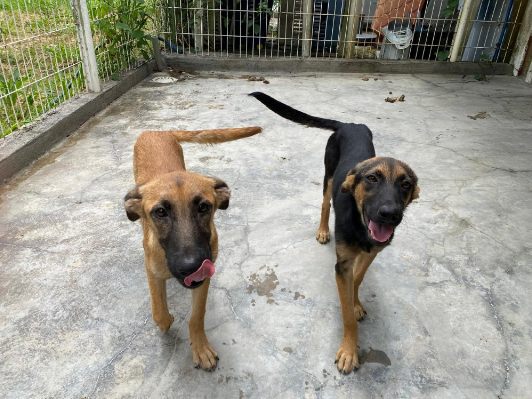 Nina - Chien à adopter - photo 4