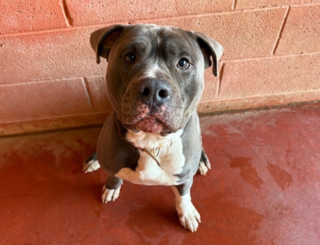Biscuit - Chien à adopter