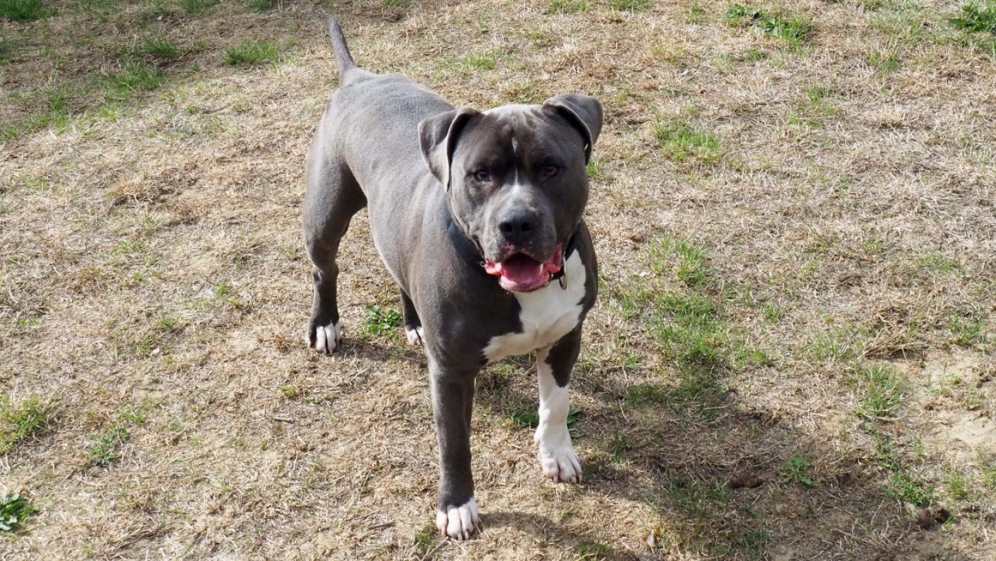 Biscuit - Chien à adopter