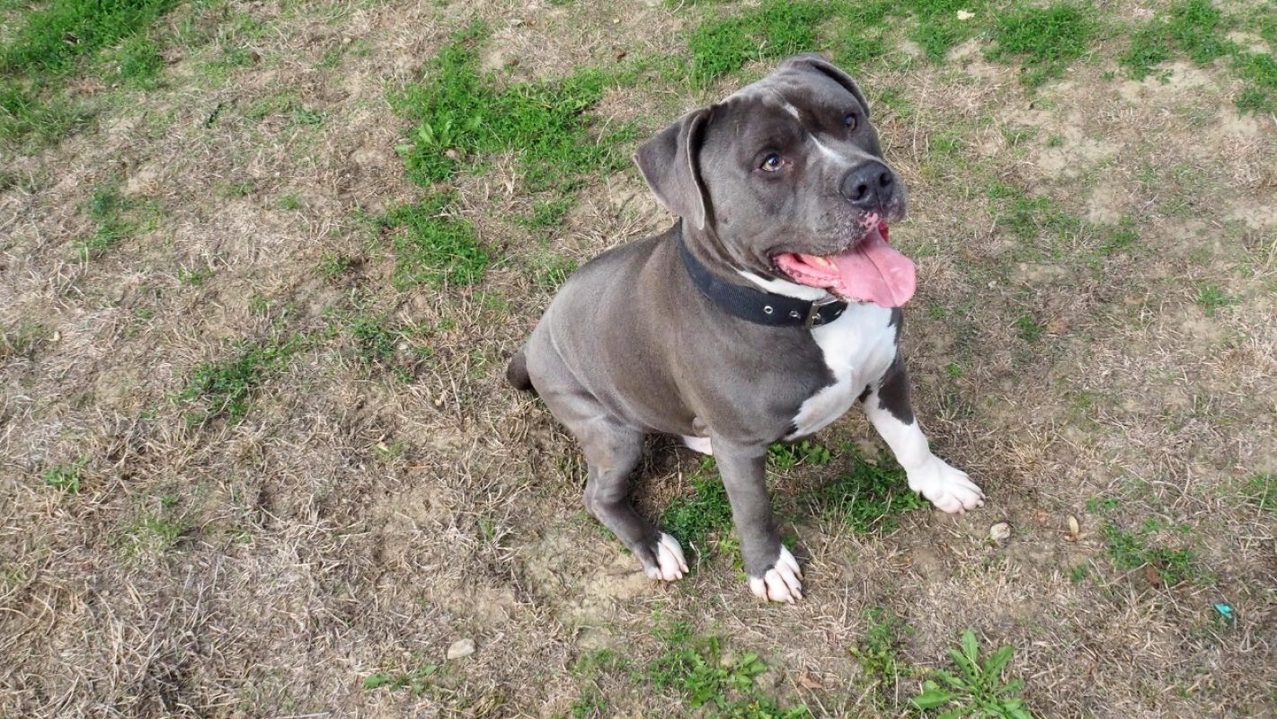 Biscuit - Chien à adopter - photo 4