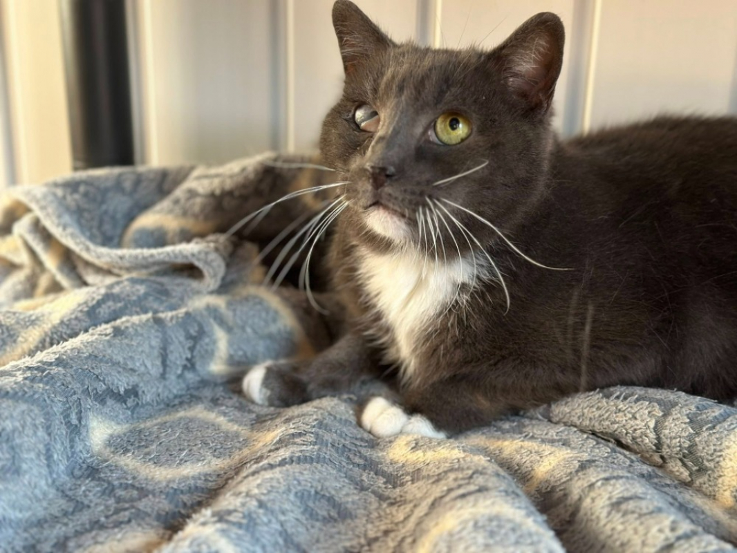 Photo #1 de Chausson