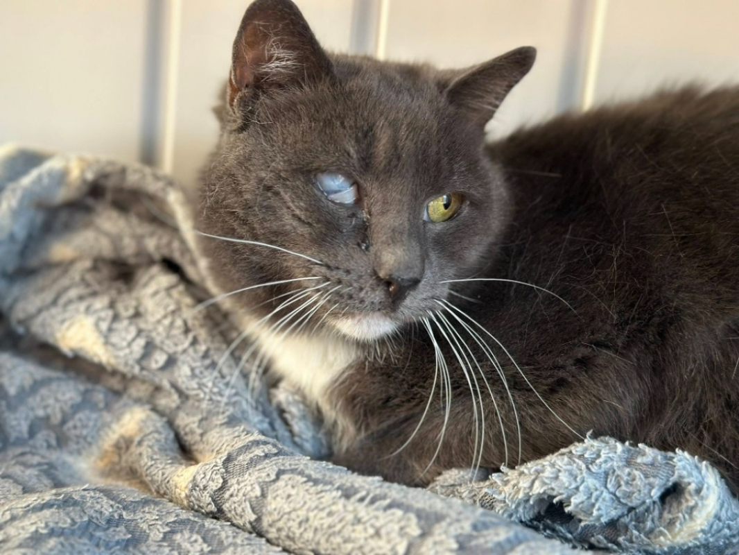 Photo #2 de Chausson